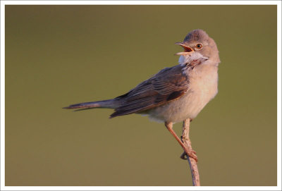 Whitethroat