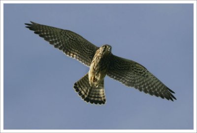 Kestrel