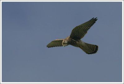 Kestrel