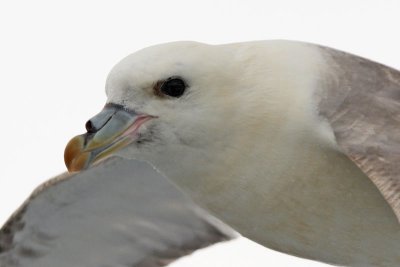 Fulmar