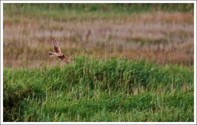 Hen Harrier at the roost