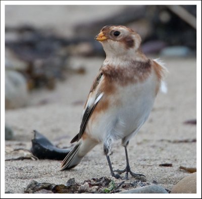 Snow Bunting