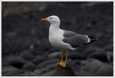 Yellow-Legged Gull