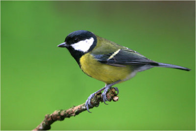 Great Tit