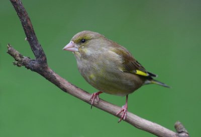 Greenfinch