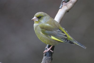 Greenfinch