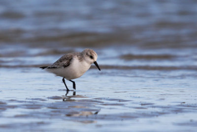 Sanderling