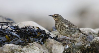 Rock Pipit