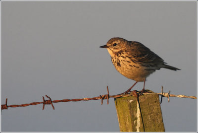 Meadow Pipit