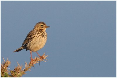 Meadow Pipit