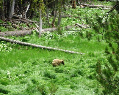 Baby Bear...awww....(photo courtesy of SK)