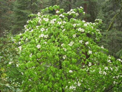 Dogwood Tree