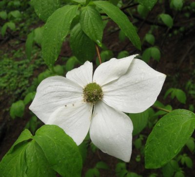 Dogwood Blossom