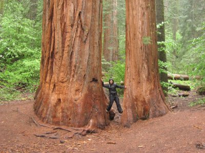 Forest Ninja