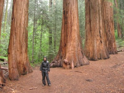 Forest Ninja 2