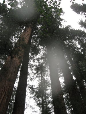 Just Trees