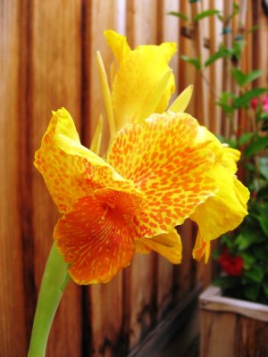 Canna Lily (Lucifer).JPG