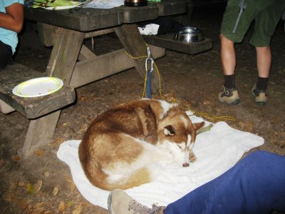 07_WellBehavedDog.JPG
