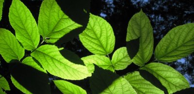 18_BigLeaves.JPG