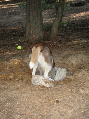 Digging a Den ?