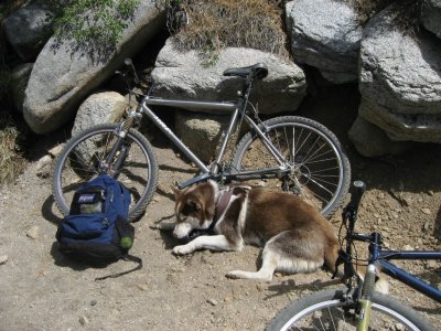 Tired Maybe ? (Fell alseep in Water Bowl and still 6 miles to go)