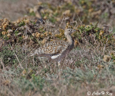 bustards