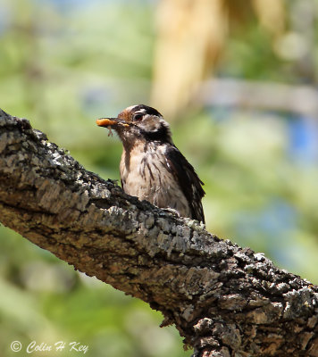 woodpeckers