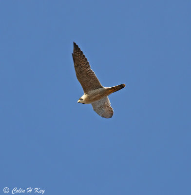 0C0J7086.jpg