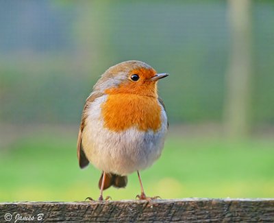 Robin copy.jpg