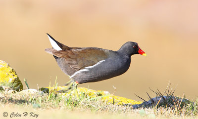 rails_and_crakes