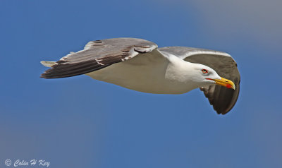 gulls