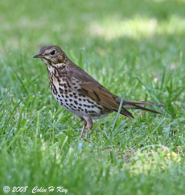 thrushes
