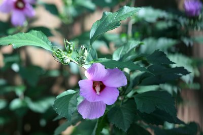 IMG_3501.JPG