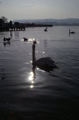 Evening calm, Windermere