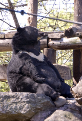 Himalayan Bear