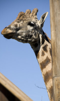 Giraffe