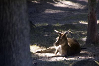 Wallaby