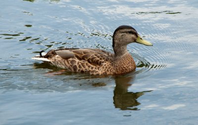 A Swimmer