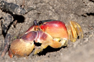 A Crab