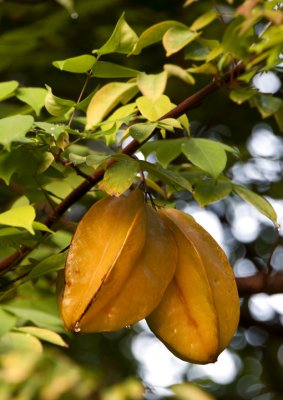 Starfruit