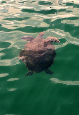 Sea Turtle