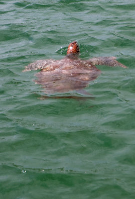 Sea Turtle