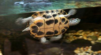 Barbados Wildlife Reserve: Sea Turtle