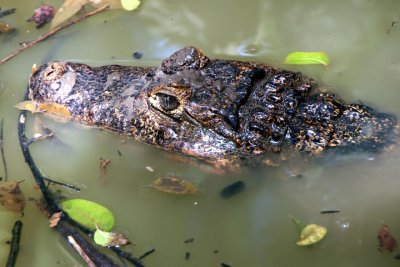 Barbados Wildlife Reserve: A Cayman