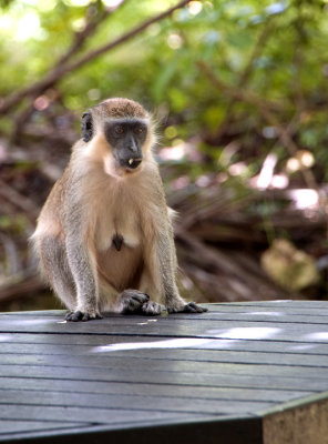 Barbados Wildlife Reserve