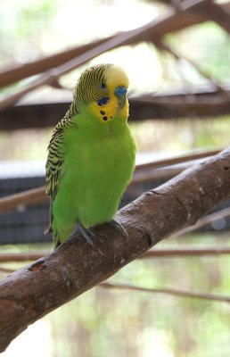 Barbados Wildlife Reserve