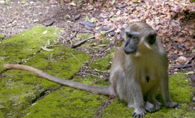 Barbados Wildlife Reserve: The Green Monkey