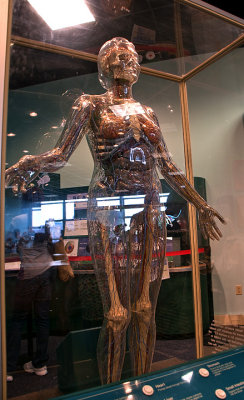 Museum of Science: Human Body