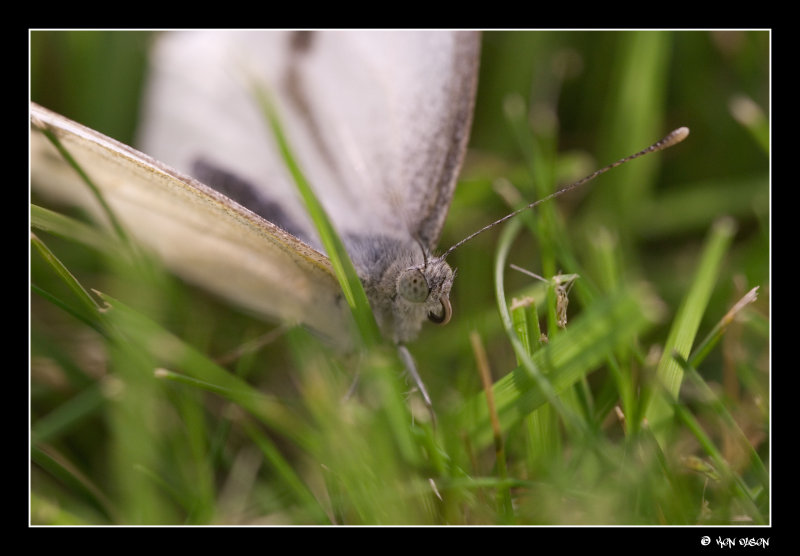 White butterfly