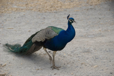 Indian Blue Peacock 1